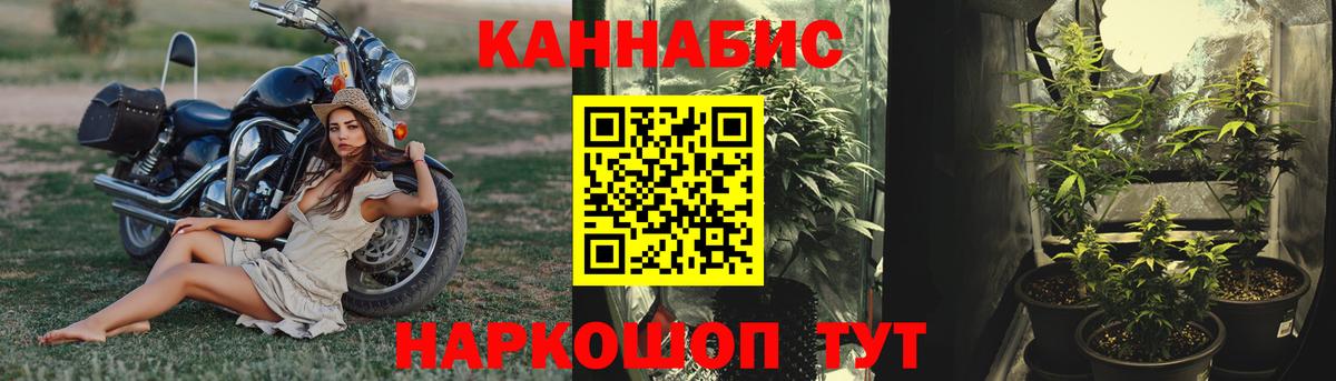 Каннабис план Малгобек